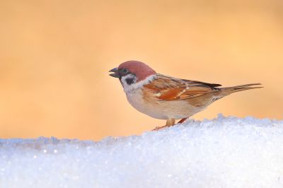 春季