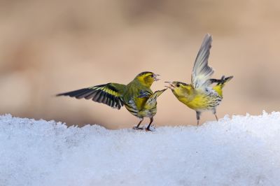 春季