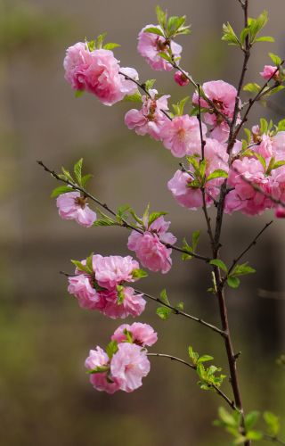 春季城市