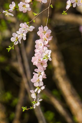 春季城市