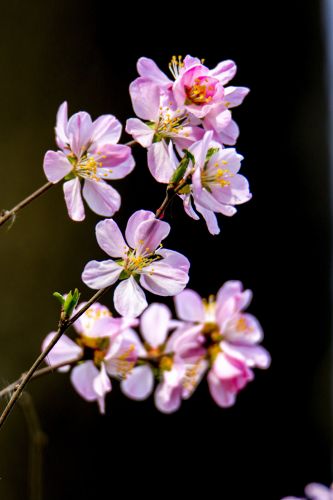 春季城市