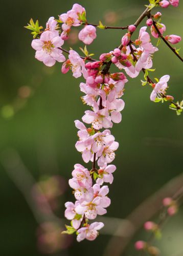 春季城市