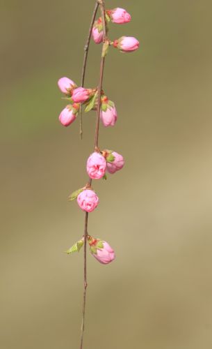 春季城市