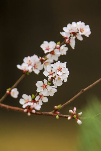 春季城市