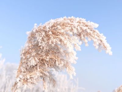 风景