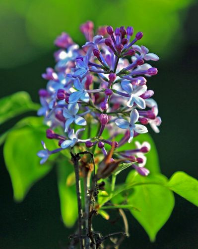丁香花