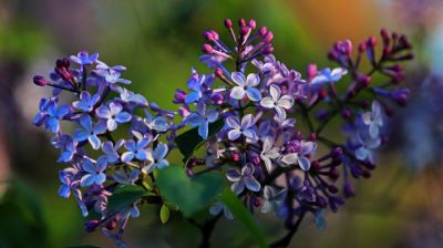 丁香花