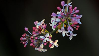 丁香花