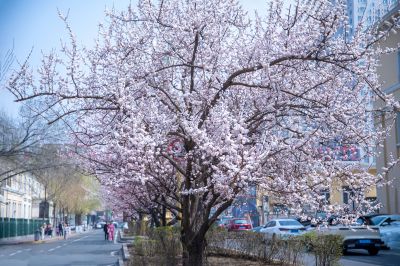 春季城市