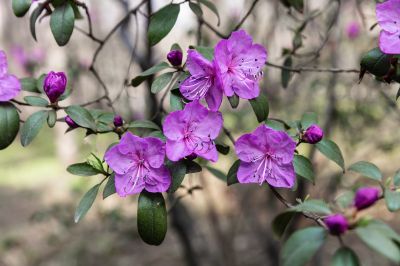 杜鹃花开