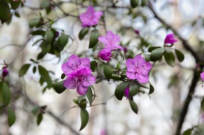 杜鹃花开
