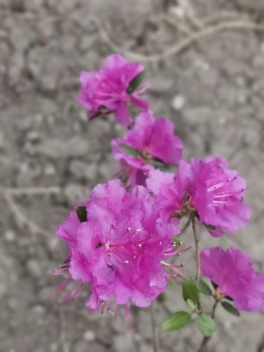 杜鹃花开