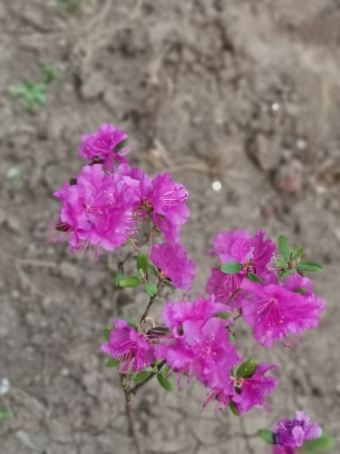 杜鹃花开