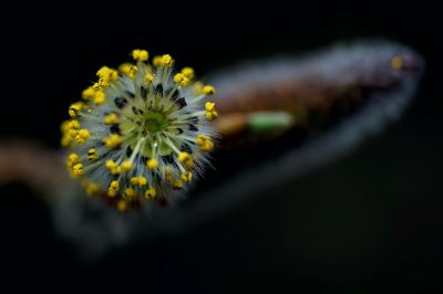 春季
