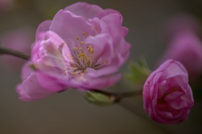 春季