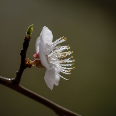 春季