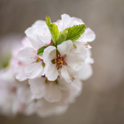 春季