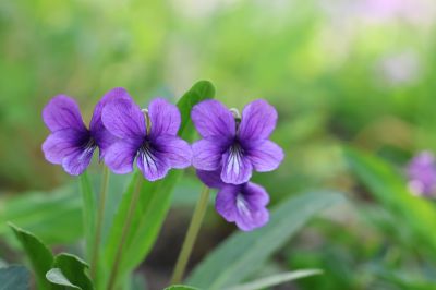 春花