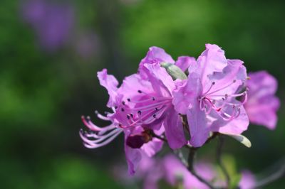 春花