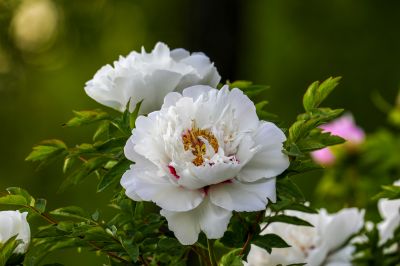 春季城市