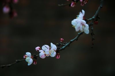 城市