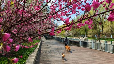 春季城市
