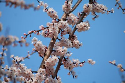 春季城市