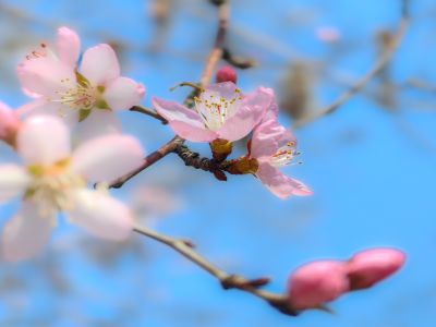 春季城市