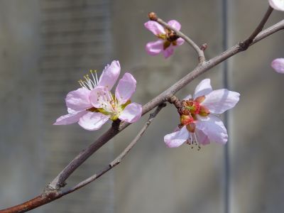 春季城市