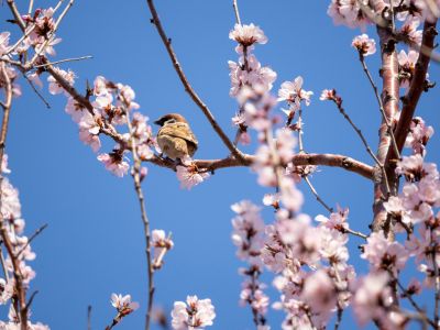 春季城市