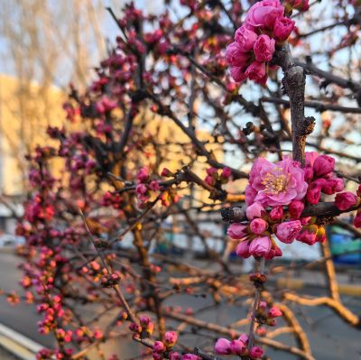 春季城市