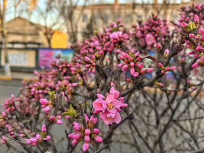 春季城市