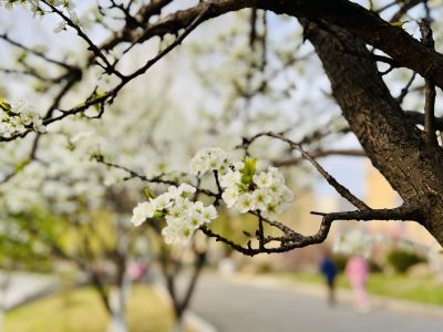 春季