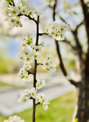 春季