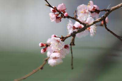 城市