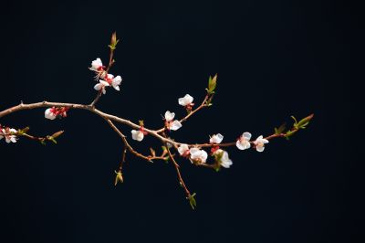 春季