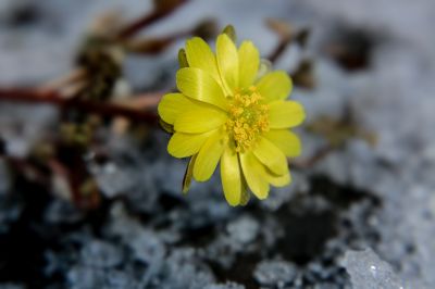 春季