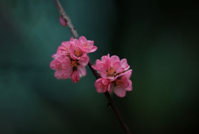 春季