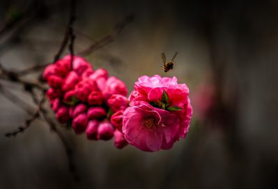 春季