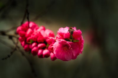 春季