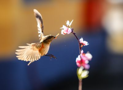 春季
