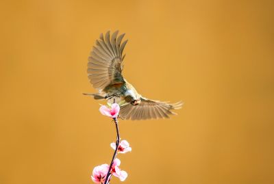 春季