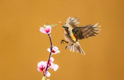 春季