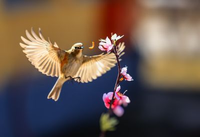 春季