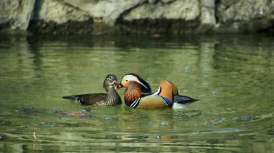 城市