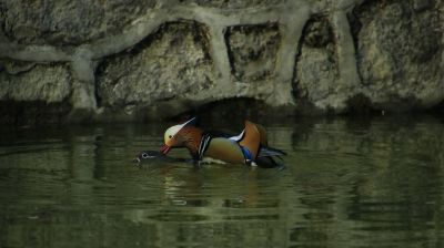 城市