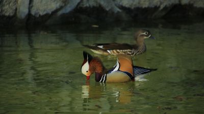 城市