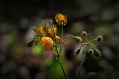 城市花期