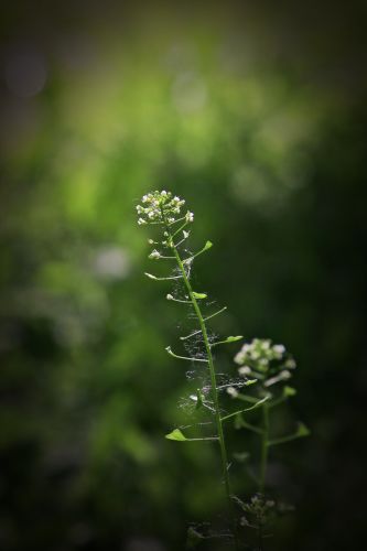 城市花期