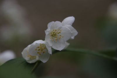 城市花期